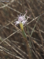 Dianthus sinaicus