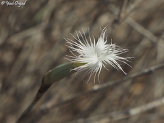 Dianthus sinaicus