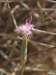 Dianthus sinaicus