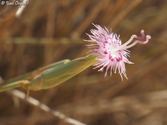 Dianthus sinaicus