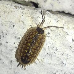 Porcellio spinicornis