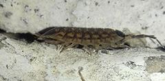 Porcellio spinicornis