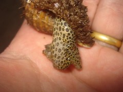 Monoplex parthenopeus