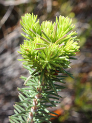 Erica viscaria