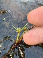 Cyperus granitophilus