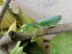 Sphodromantis lineola