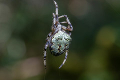 Araneus bicentenarius