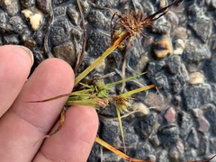 Cyperus granitophilus