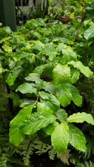 Combretum microphyllum