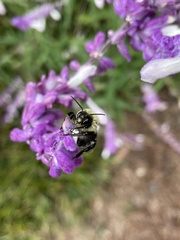 Bombus impatiens