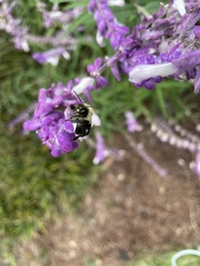 Bombus impatiens