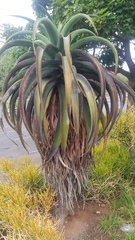 Aloe thraskii