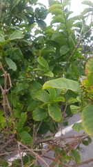 Combretum bracteosum