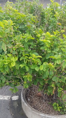 Combretum bracteosum