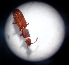 Oryzaephilus mercator