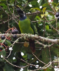 Aulacorhynchus prasinus caeruleogularis