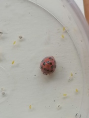 Solanophila paykullii