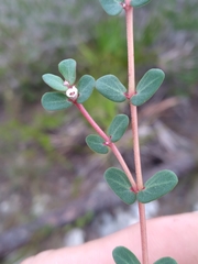 Euphorbia pergamena