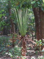 Cycas circinalis