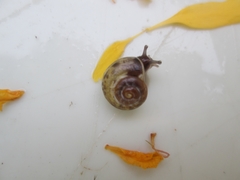 Gastropoda