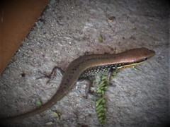 Eutropis clivicola