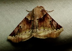 Acronyctodes cautama