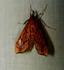 Anarmodia