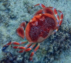 Carpilius corallinus