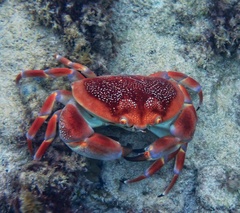 Carpilius corallinus