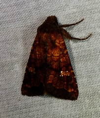 Perigea