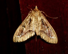 Diaphania costaricalis
