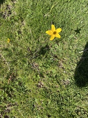 Bidens serrulata