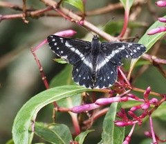 Catasticta teutila flavomaculata