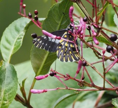 Catasticta teutila flavomaculata