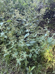 Sigesbeckia jorullensis