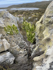 Olea capensis capensis