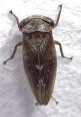 Rhytidodus decimusquartus