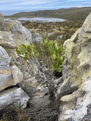 Olea capensis capensis