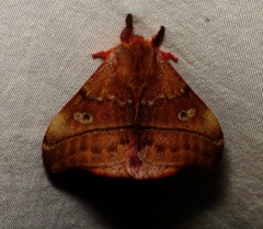 Hylesia bertrandi