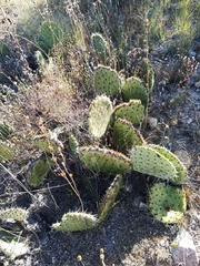 Opuntia stenopetala