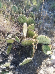 Opuntia stenopetala