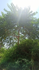 Ailanthus excelsa