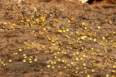 Chlorosplenium chlora