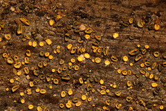 Chlorosplenium chlora