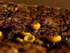 Chlorosplenium chlora