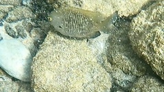 Plectroglyphidodon marginatus