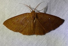 Anisodes binocellaria