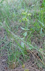 Mitreola