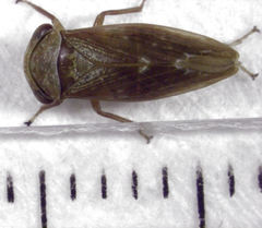 Rhytidodus decimusquartus