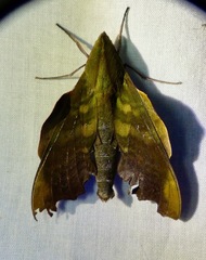 Stolidoptera tachasara image